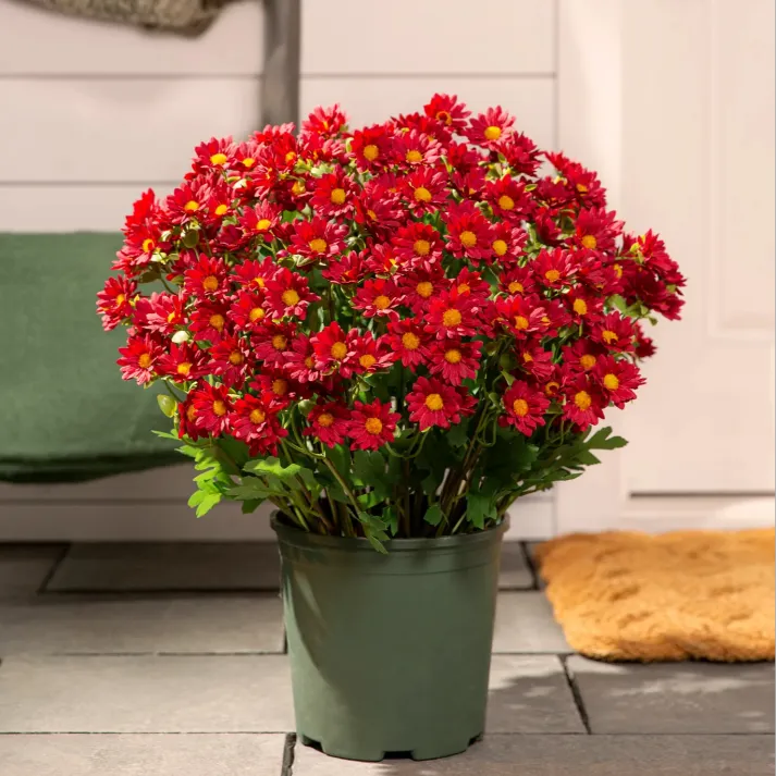 💥Last Day Each : 60%OFF🔥- Artificial Outdoor Sunset Mums Flowers - Waterproof, Windproof