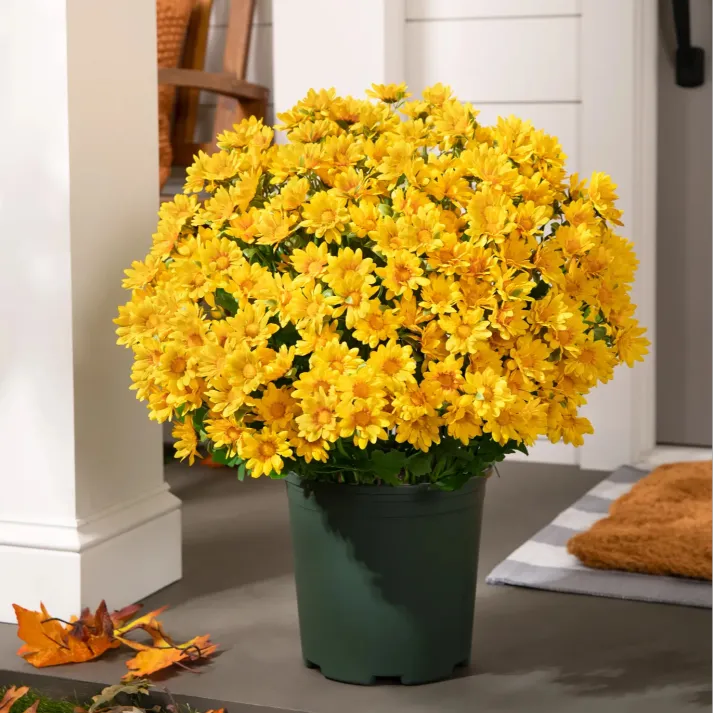 💥Last Day Each : 60%OFF🔥- Artificial Outdoor Sunset Mums Flowers - Waterproof, Windproof