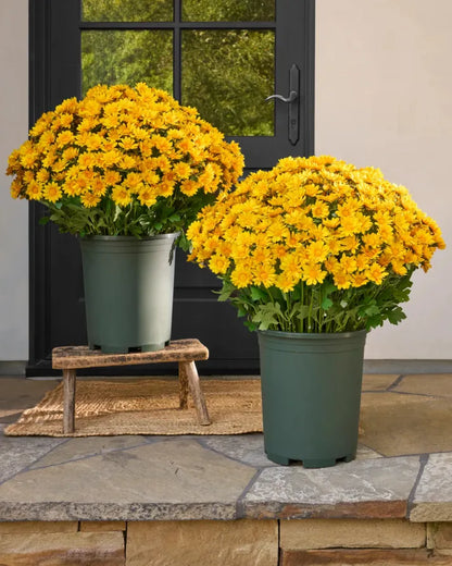 💥Last Day Each : 60%OFF🔥- Artificial Outdoor Sunset Mums Flowers -  Waterproof, Windproof
