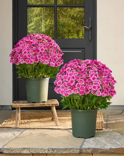💥Last Day Each : 60%OFF🔥- Artificial Outdoor Sunset Mums Flowers -  Waterproof, Windproof