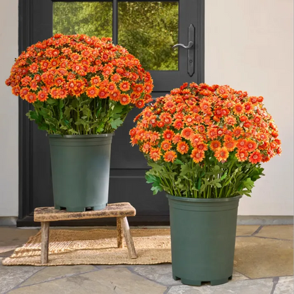 💥Last Day Each : 60%OFF🔥- Artificial Outdoor Sunset Mums Flowers -  Waterproof, Windproof