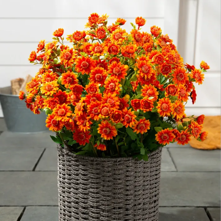💥Last Day Each : 60%OFF🔥- Artificial Outdoor Sunset Mums Flowers -  Waterproof, Windproof