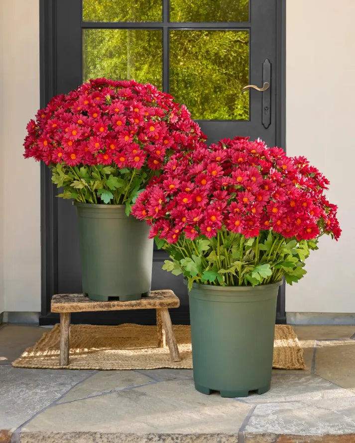 💥Last Day Each : 60%OFF🔥- Artificial Outdoor Sunset Mums Flowers -  Waterproof, Windproof