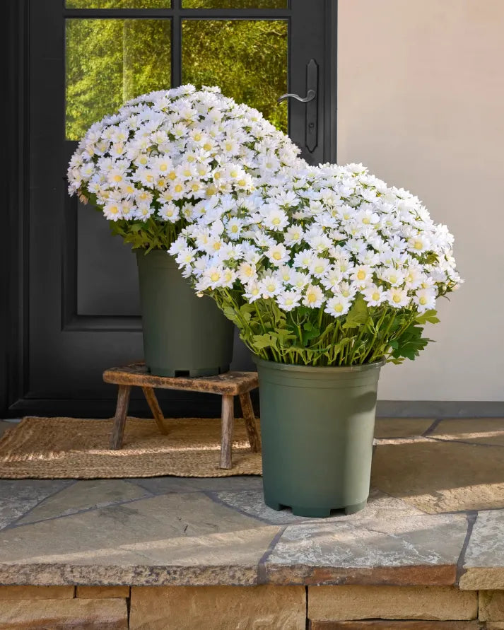 💥Last Day Each : 60%OFF🔥- Artificial Outdoor Sunset Mums Flowers -  Waterproof, Windproof