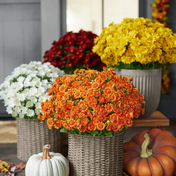 💥Last Day Each : 60%OFF🔥- Artificial Outdoor Sunset Mums Flowers -  Waterproof, Windproof